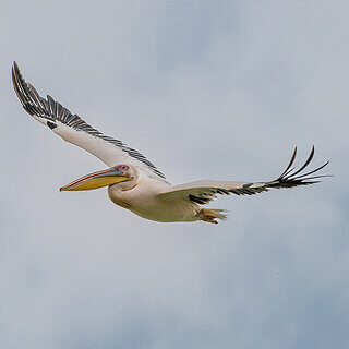 Soysambu - Flying white pelican